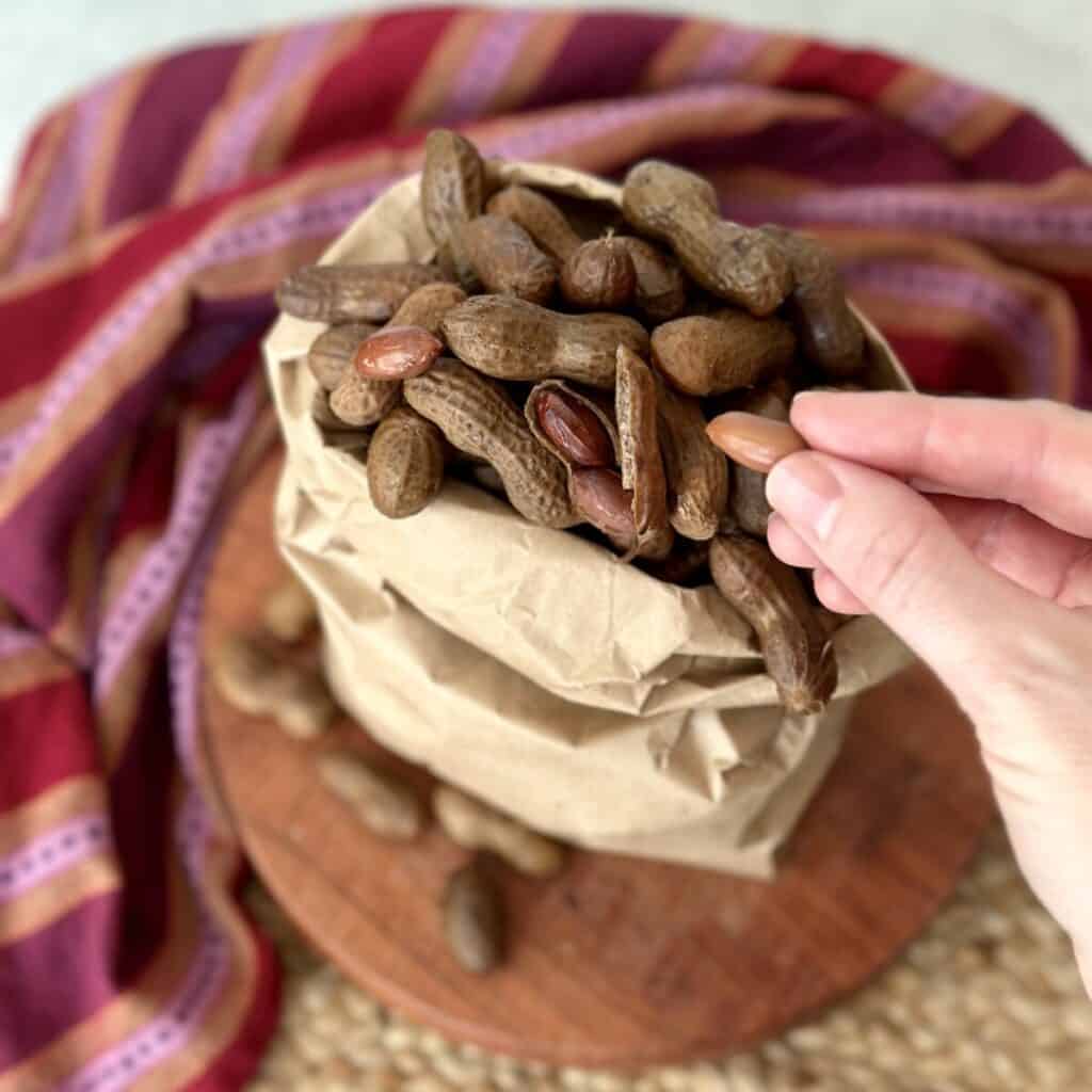 Holding a boiled peanut between 2 fingers in front of a bag of boiled peanuts.